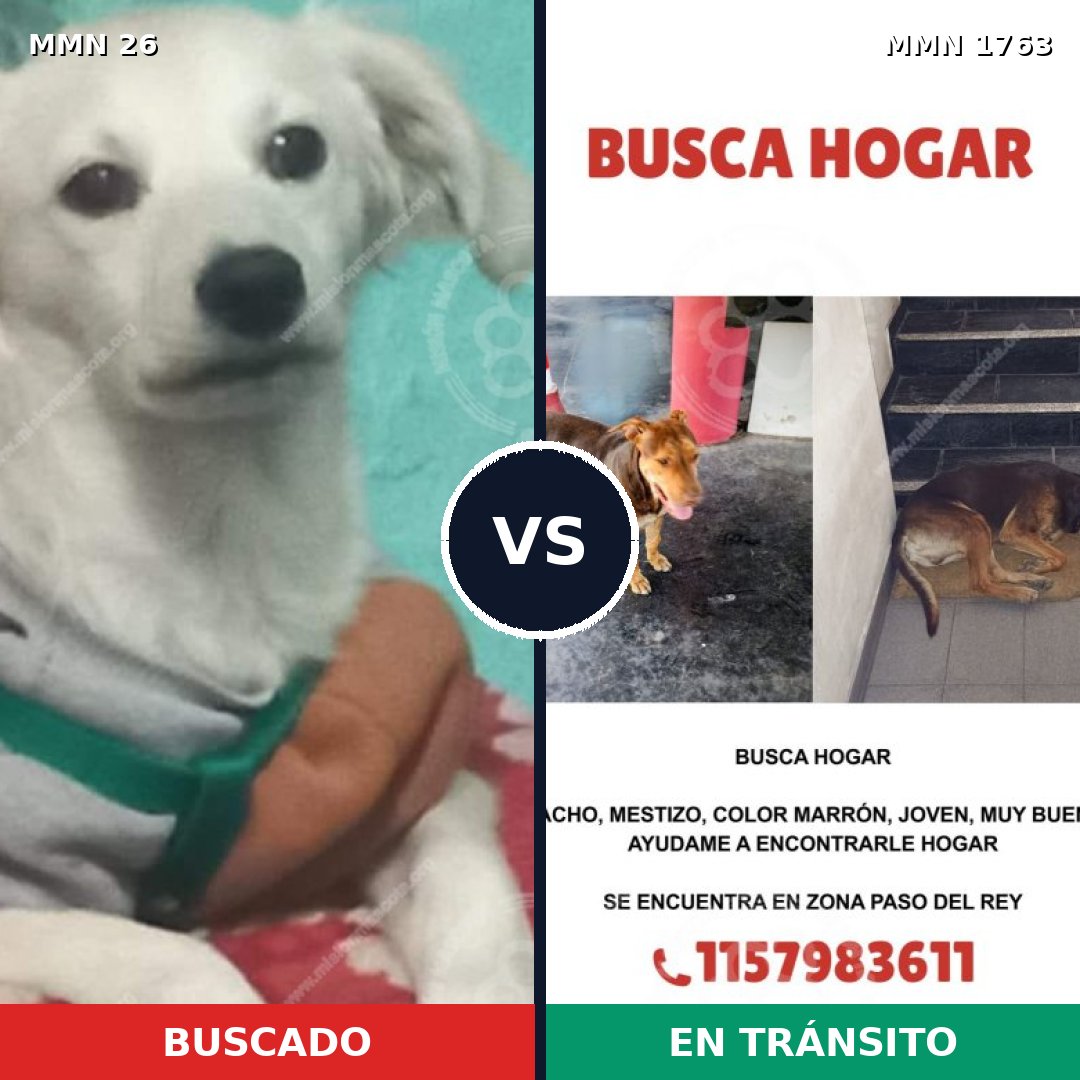 Comparativa MMS 39081: mascota perdida y mascota encontrada, 40% de similitud