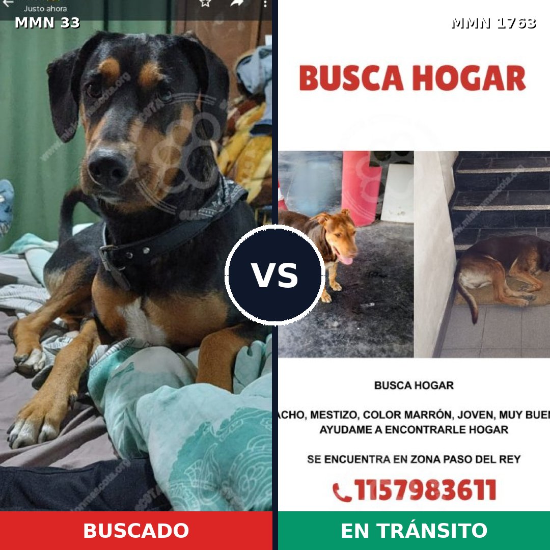 Comparativa MMS 39082: mascota perdida y mascota encontrada, 68% de similitud