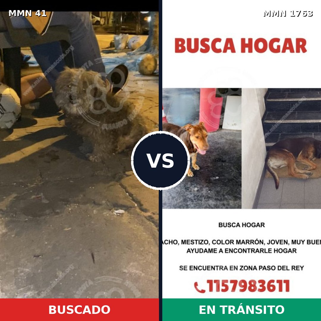 Comparativa MMS 39083: mascota perdida y mascota encontrada, 41% de similitud