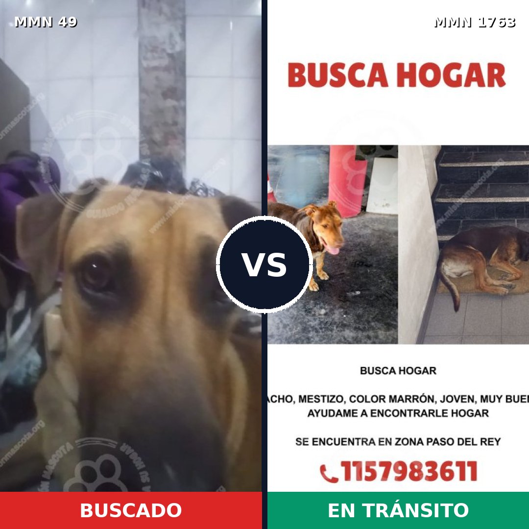 Comparativa MMS 39084: mascota perdida y mascota encontrada, 66% de similitud