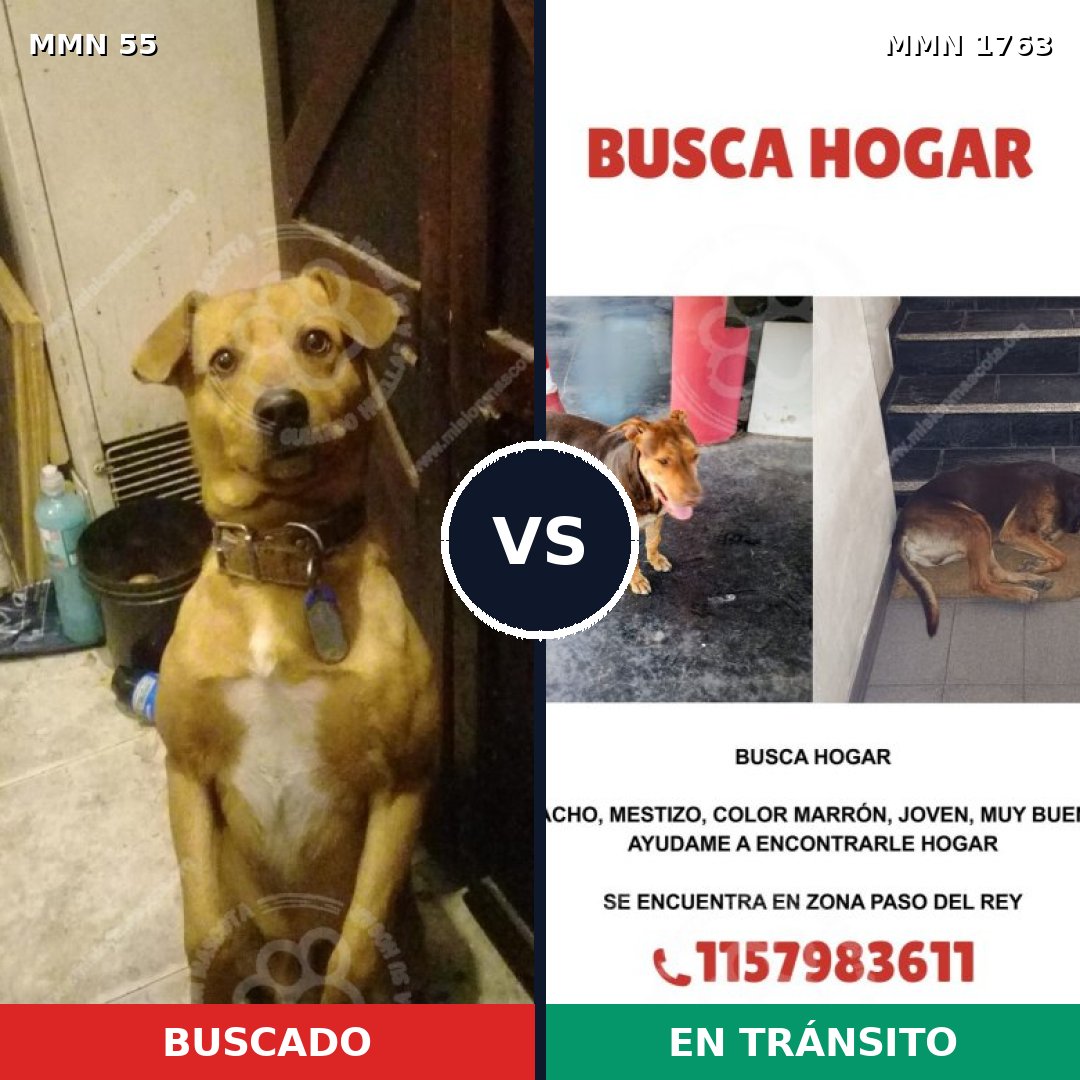 Comparativa MMS 39085: mascota perdida y mascota encontrada, 53% de similitud