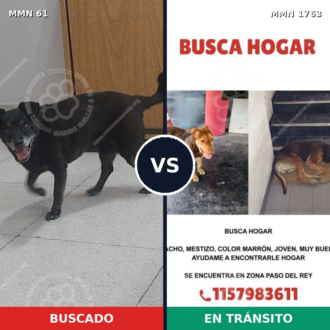 Comparativa MMS 39086: mascota perdida y mascota encontrada, 52% de similitud