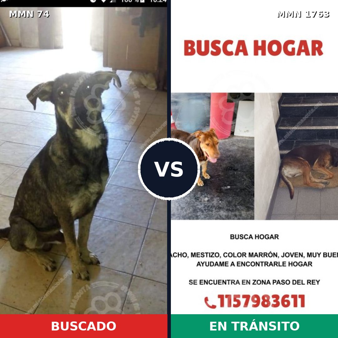 Comparativa MMS 39087: mascota perdida y mascota encontrada, 63% de similitud