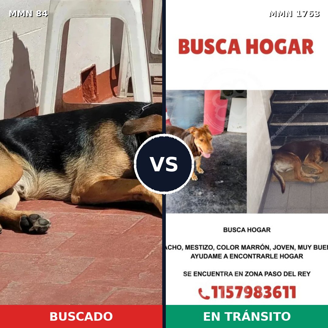 Comparativa MMS 39088: mascota perdida y mascota encontrada, 68% de similitud