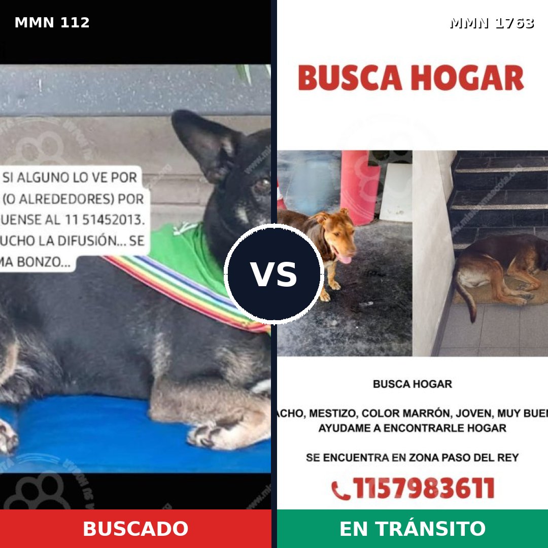 Comparativa MMS 39089: mascota perdida y mascota encontrada, 51% de similitud