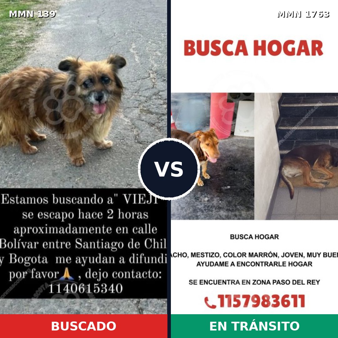 Comparativa MMS 39090: mascota perdida y mascota encontrada, 55% de similitud