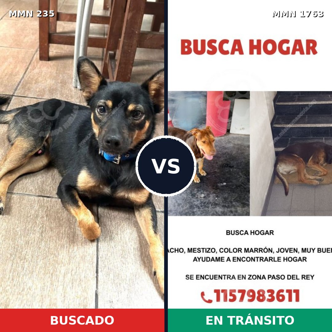 Comparativa MMS 39092: mascota perdida y mascota encontrada, 46% de similitud