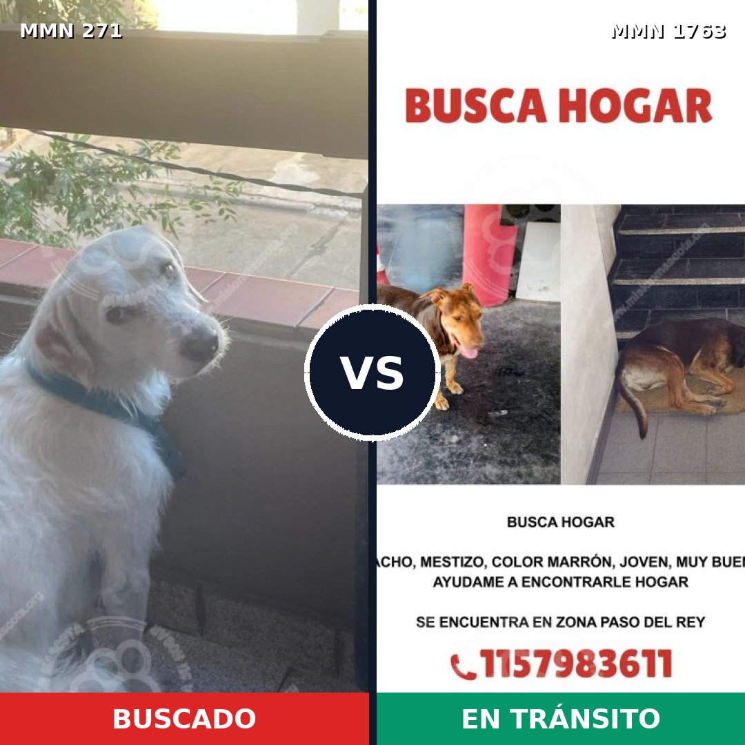 Comparativa MMS 39093: mascota perdida y mascota encontrada, 53% de similitud