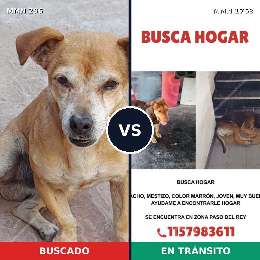 Comparativa MMS 39094: mascota perdida y mascota encontrada, 52% de similitud