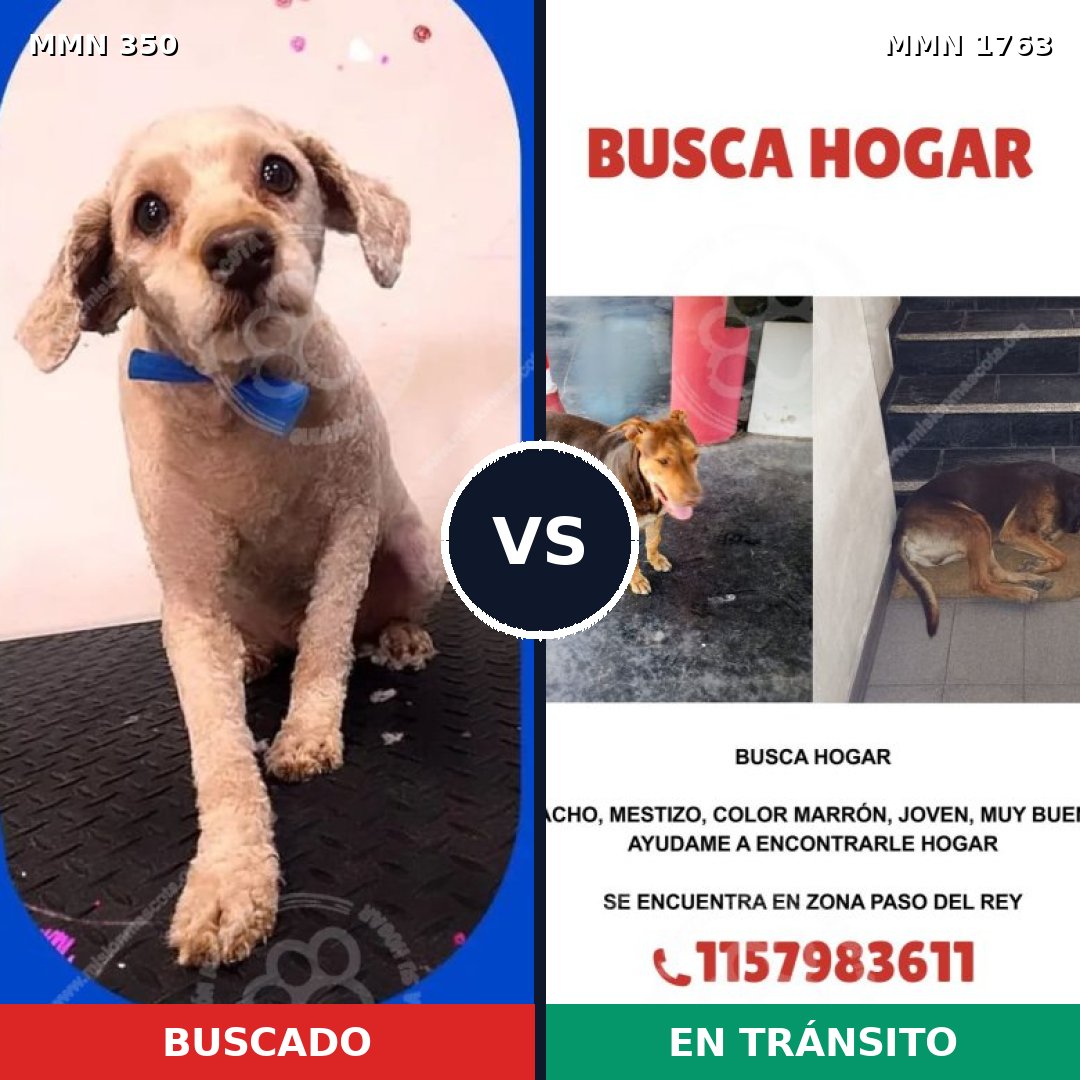 Comparativa MMS 39095: mascota perdida y mascota encontrada, 31% de similitud