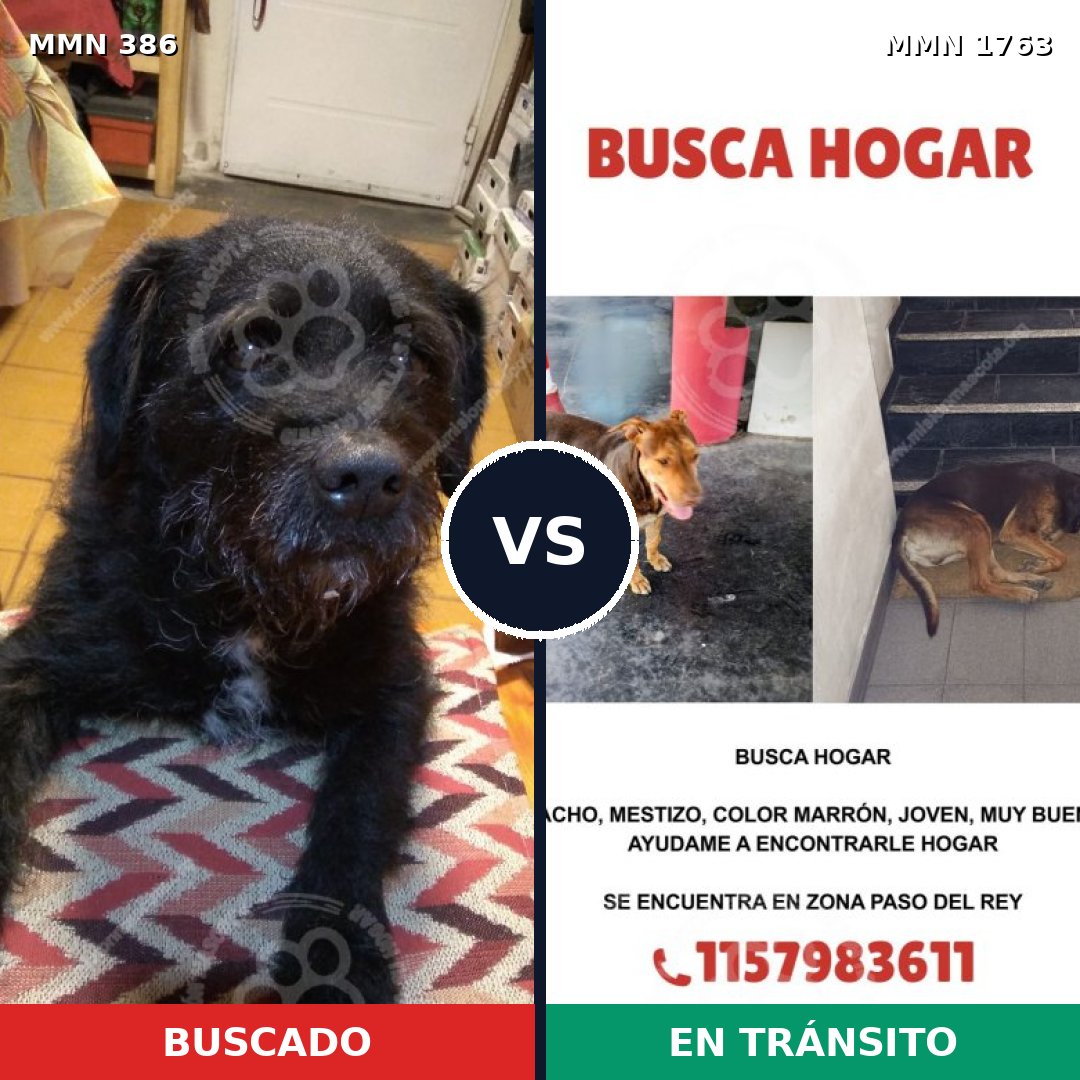 Comparativa MMS 39096: mascota perdida y mascota encontrada, 59% de similitud
