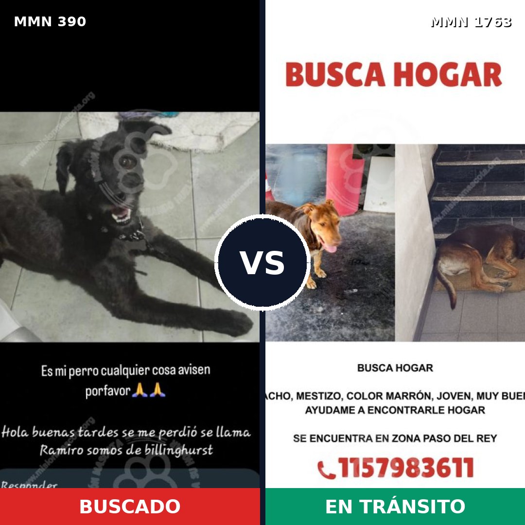 Comparativa MMS 39097: mascota perdida y mascota encontrada, 35% de similitud