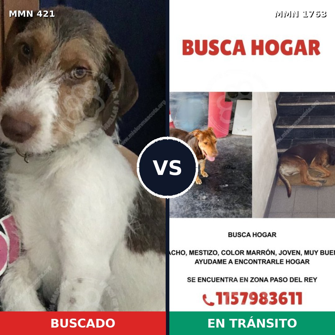 Comparativa MMS 39099: mascota perdida y mascota encontrada, 61% de similitud