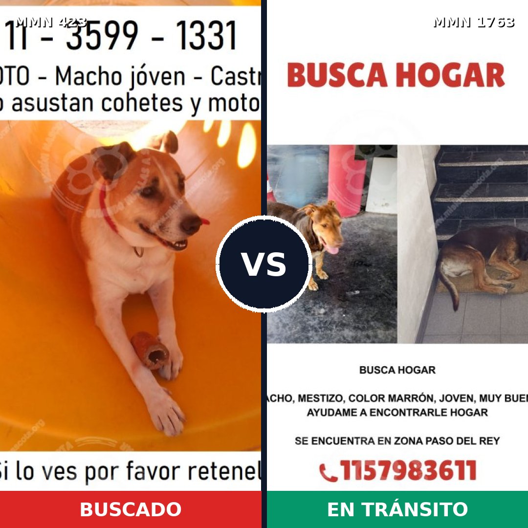 Comparativa MMS 39100: mascota perdida y mascota encontrada, 58% de similitud