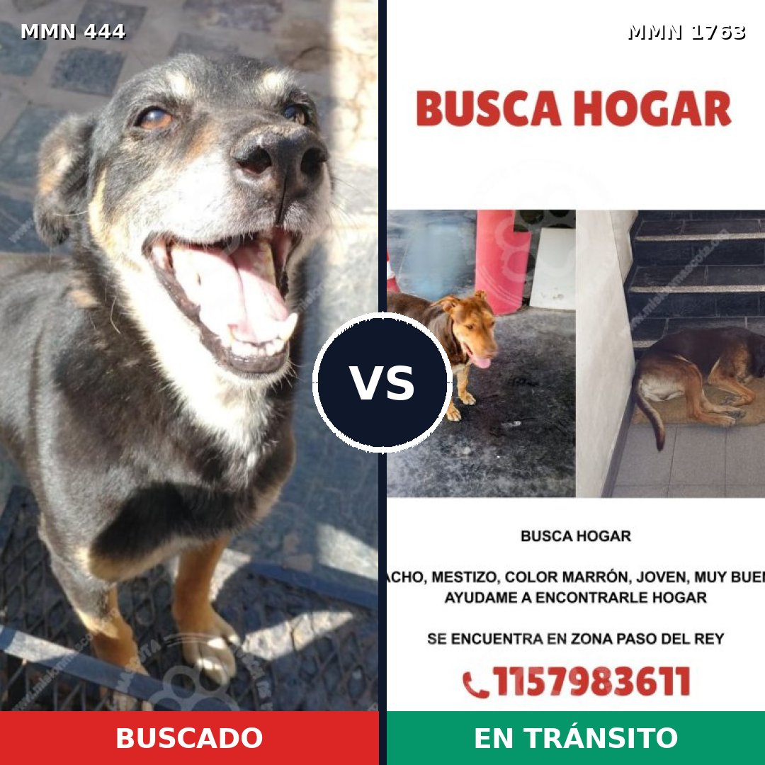 Comparativa MMS 39102: mascota perdida y mascota encontrada, 67% de similitud