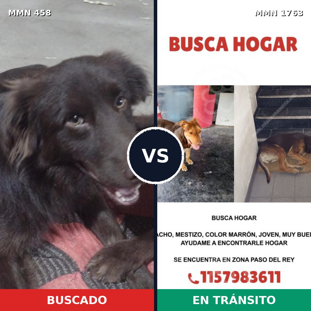 Comparativa MMS 39103: mascota perdida y mascota encontrada, 60% de similitud