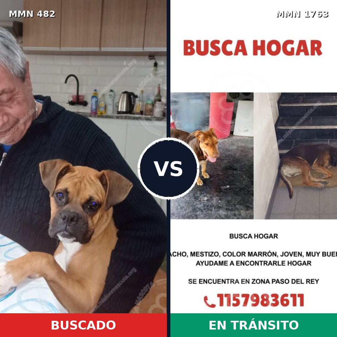 Comparativa MMS 39106: mascota perdida y mascota encontrada, 44% de similitud