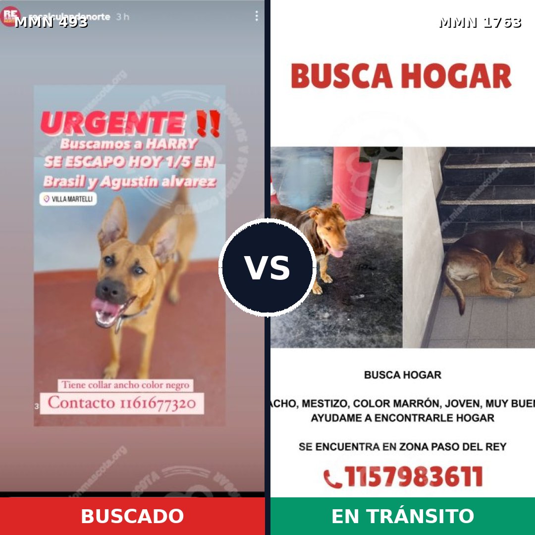 Comparativa MMS 39108: mascota perdida y mascota encontrada, 57% de similitud