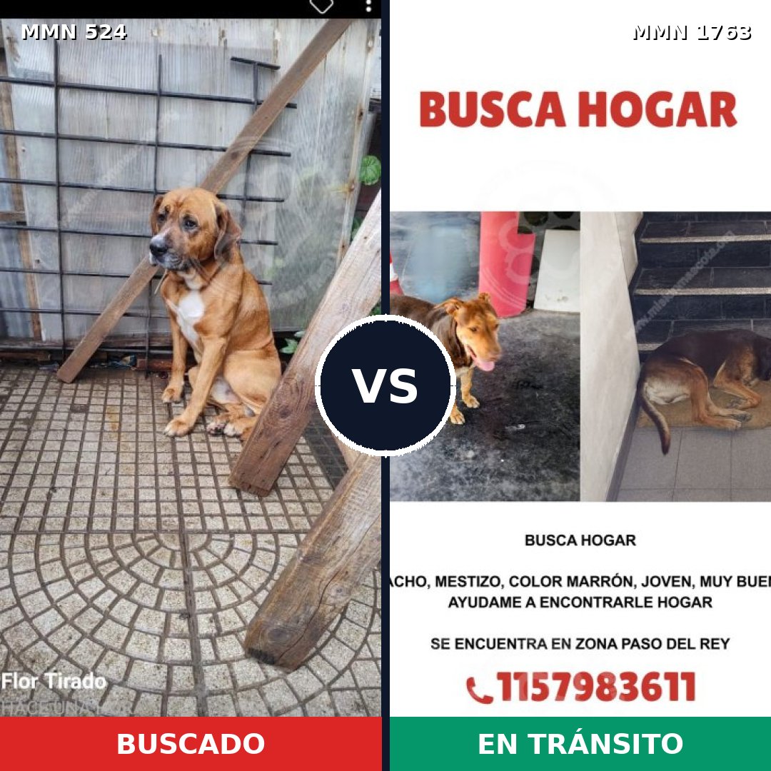 Comparativa MMS 39109: mascota perdida y mascota encontrada, 71% de similitud