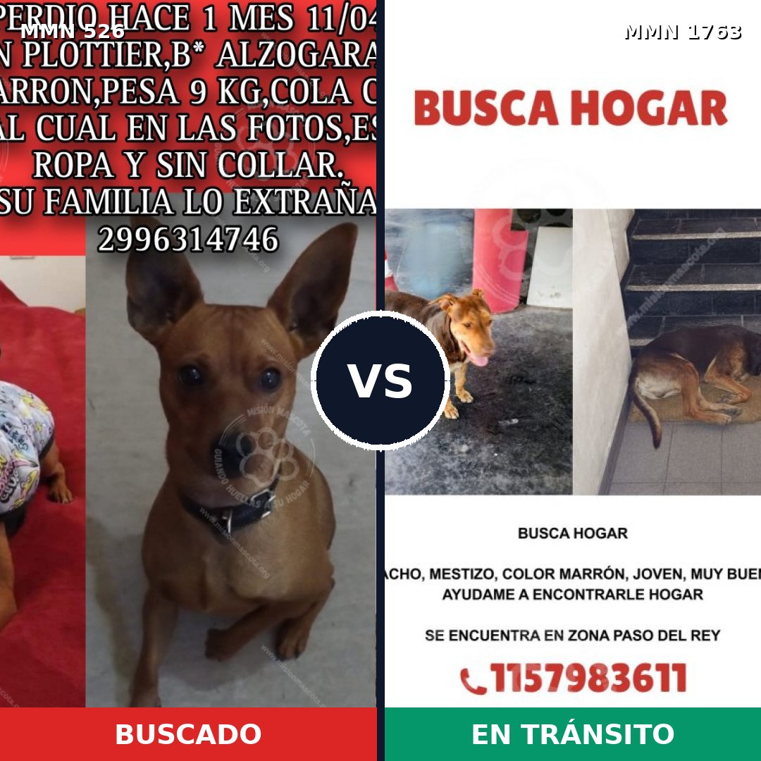 Comparativa MMS 39110: mascota perdida y mascota encontrada, 22% de similitud
