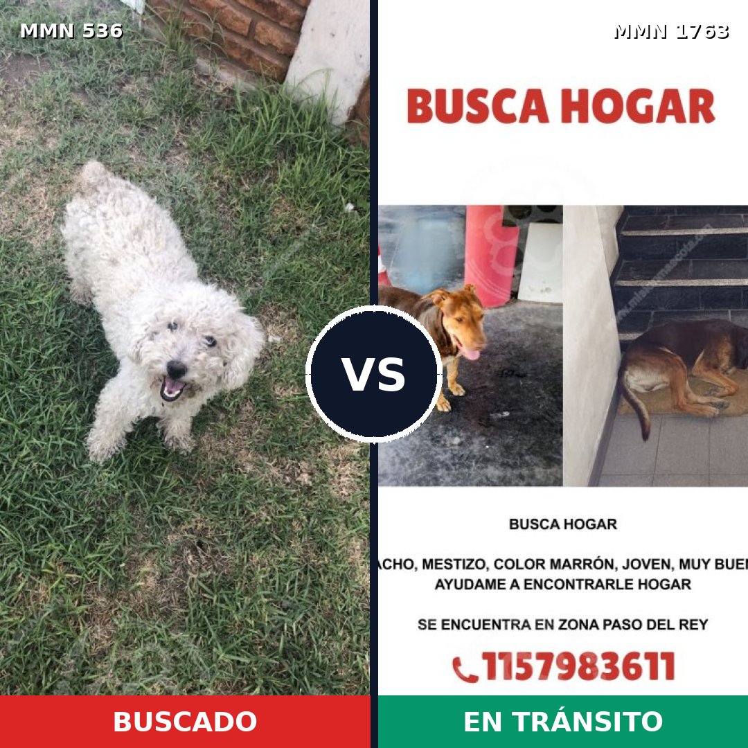Comparativa MMS 39111: mascota perdida y mascota encontrada, 24% de similitud