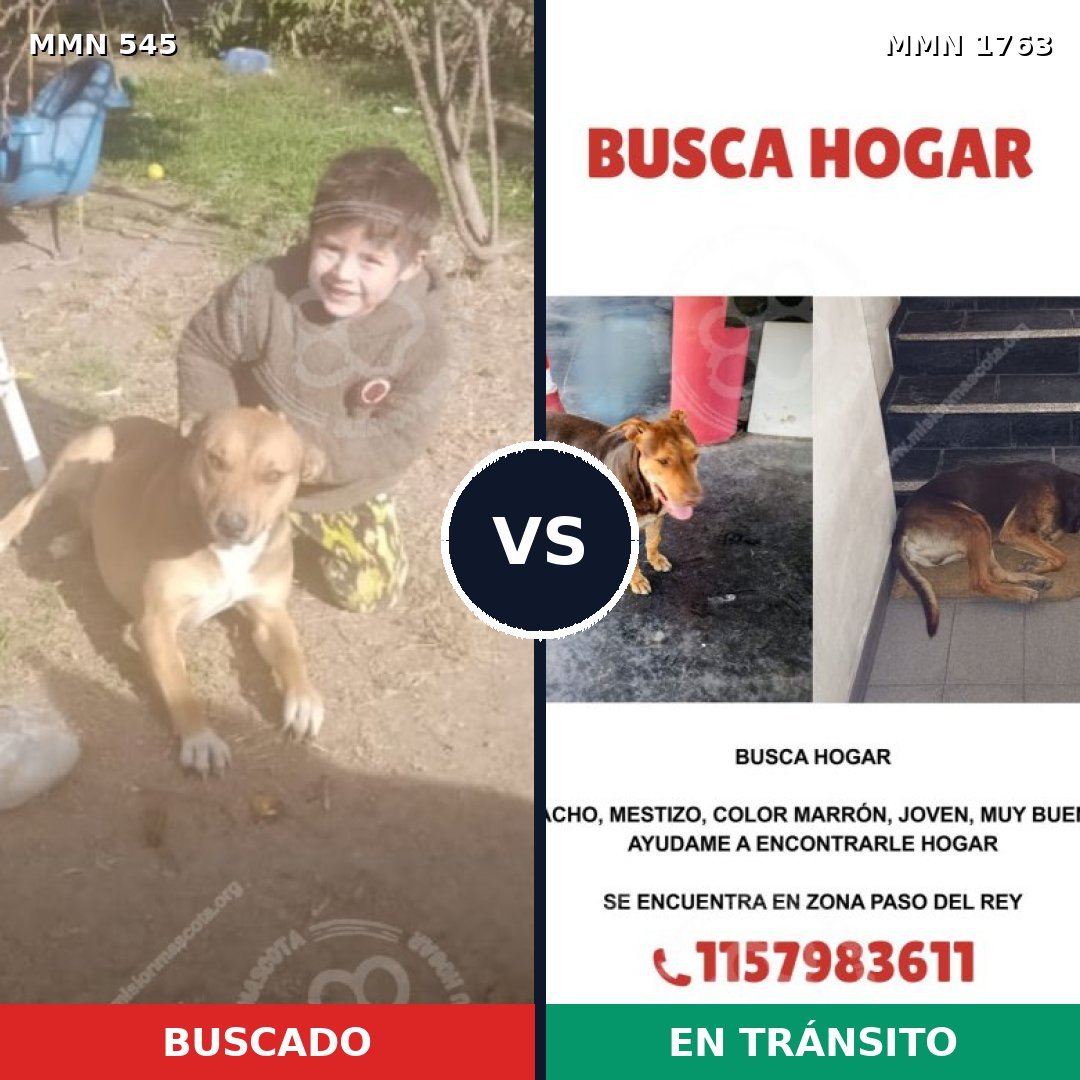 Comparativa MMS 39112: mascota perdida y mascota encontrada, 41% de similitud