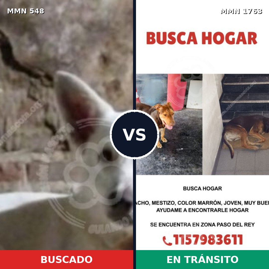 Comparativa MMS 39113: mascota perdida y mascota encontrada, 45% de similitud