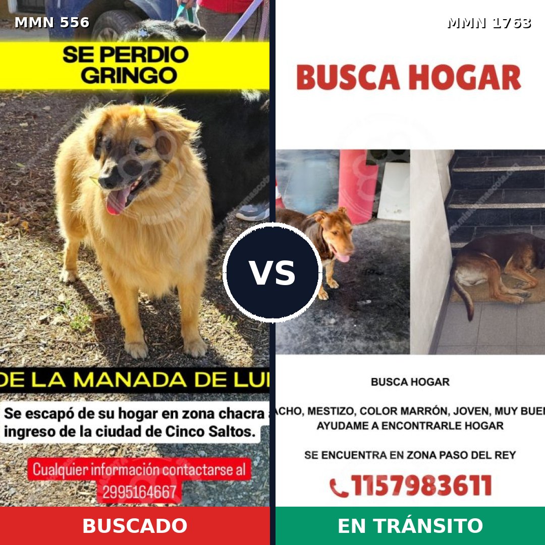 Comparativa MMS 39114: mascota perdida y mascota encontrada, 50% de similitud