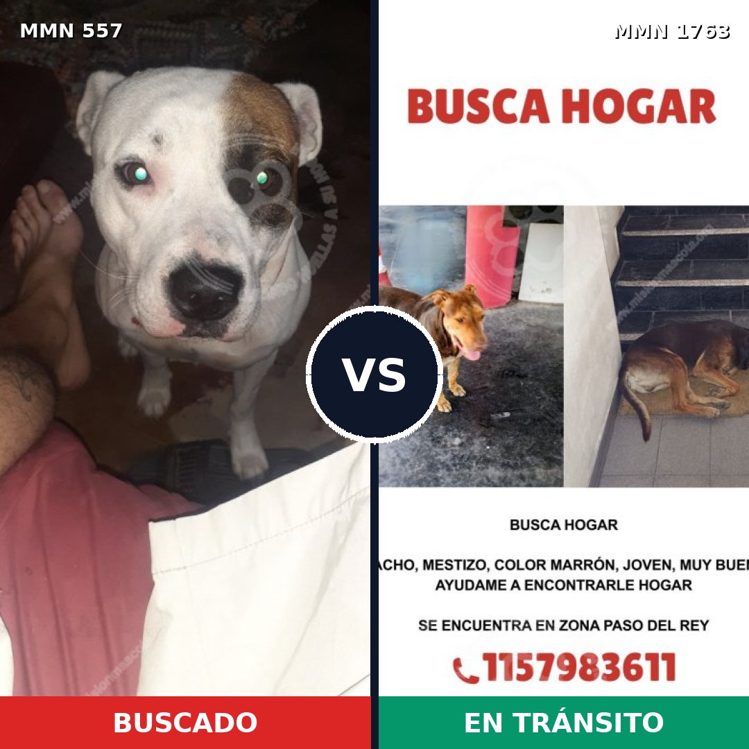 Comparativa MMS 39115: mascota perdida y mascota encontrada, 44% de similitud