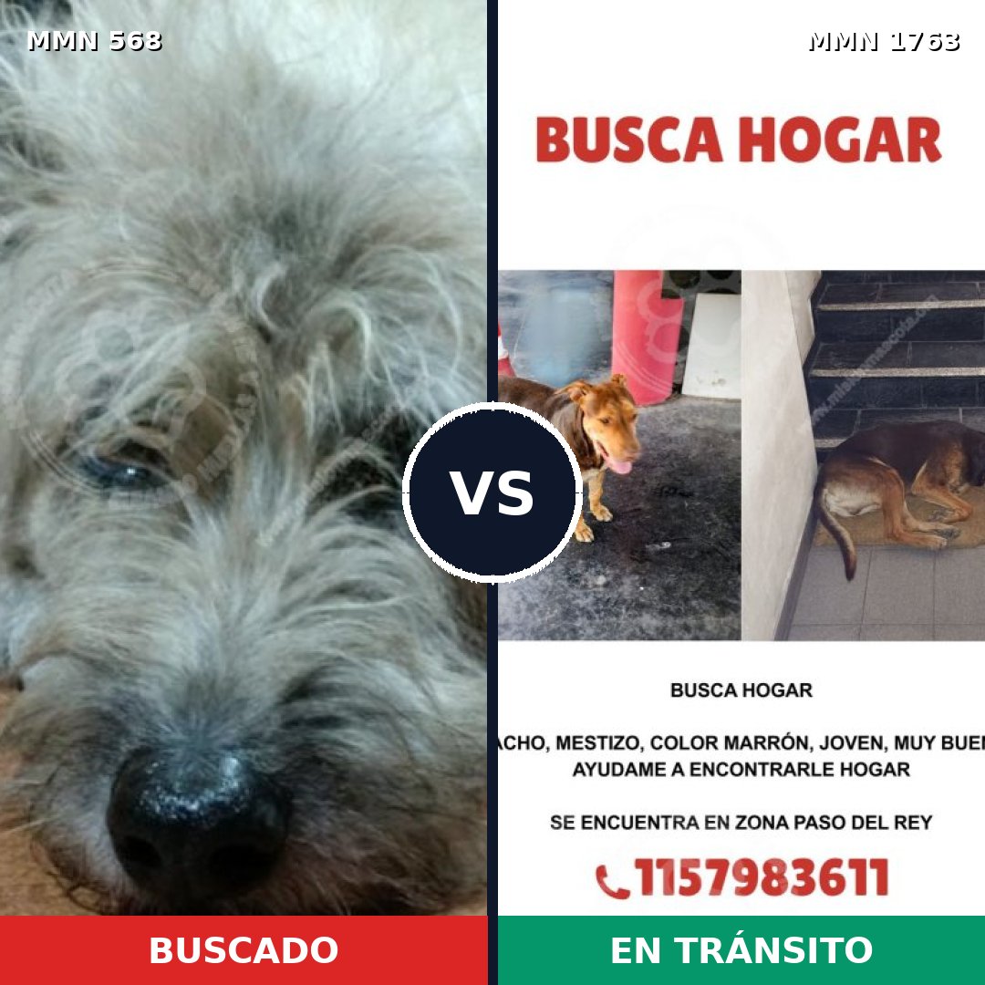 Comparativa MMS 39116: mascota perdida y mascota encontrada, 60% de similitud