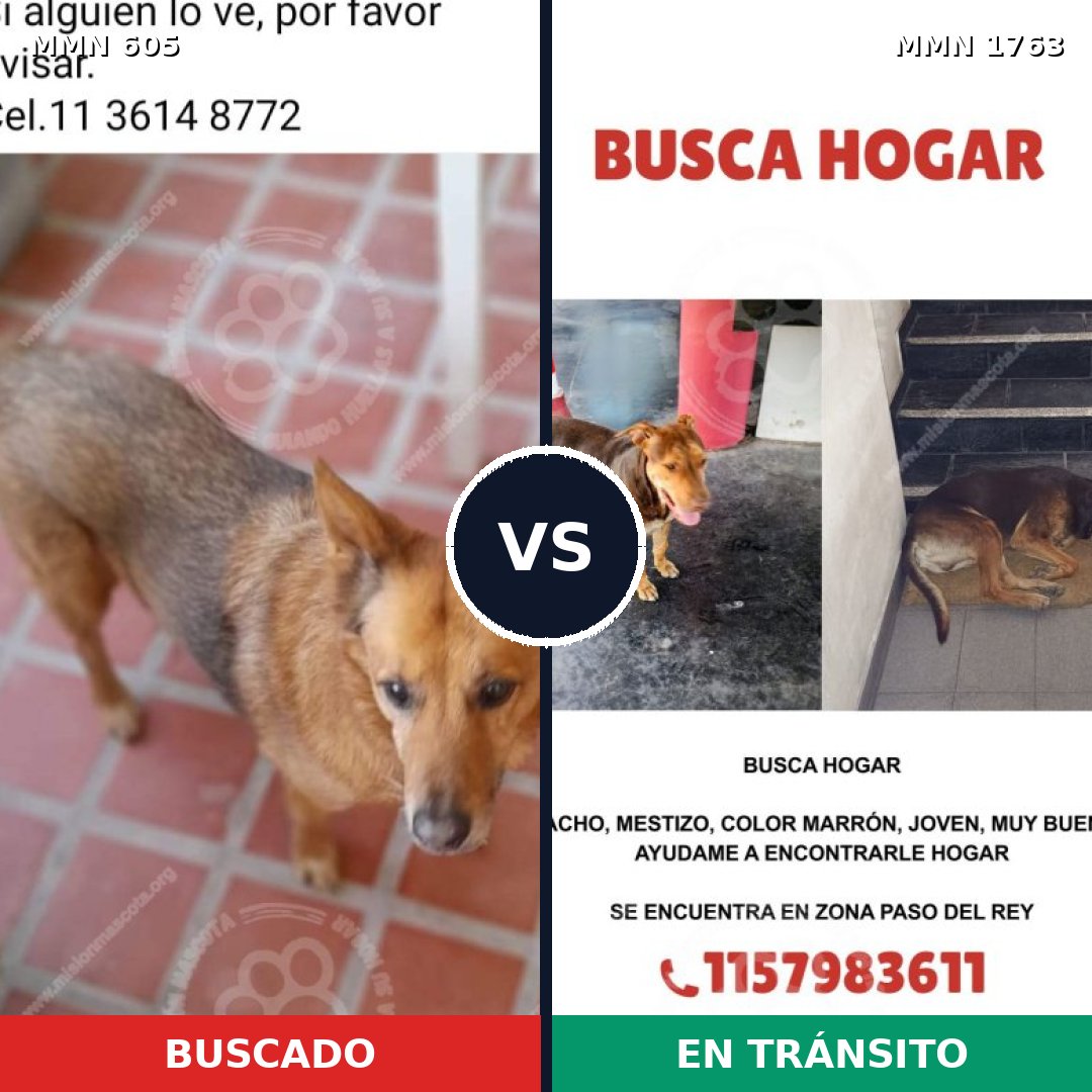 Comparativa MMS 39118: mascota perdida y mascota encontrada, 60% de similitud