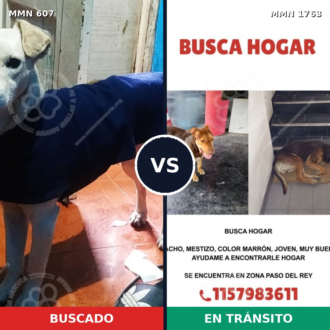 Comparativa MMS 39119: mascota perdida y mascota encontrada, 62% de similitud