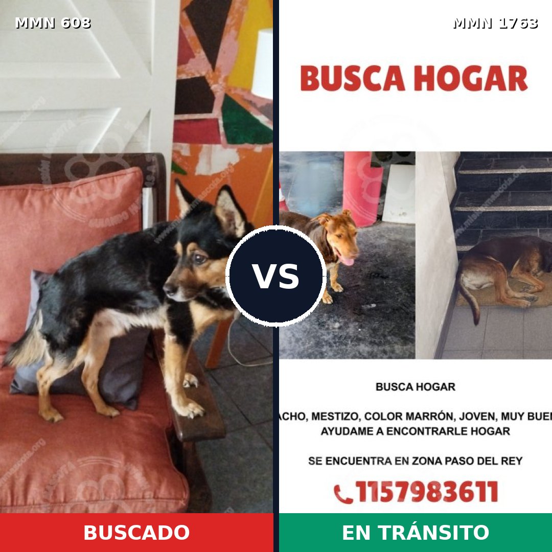 Comparativa MMS 39120: mascota perdida y mascota encontrada, 58% de similitud