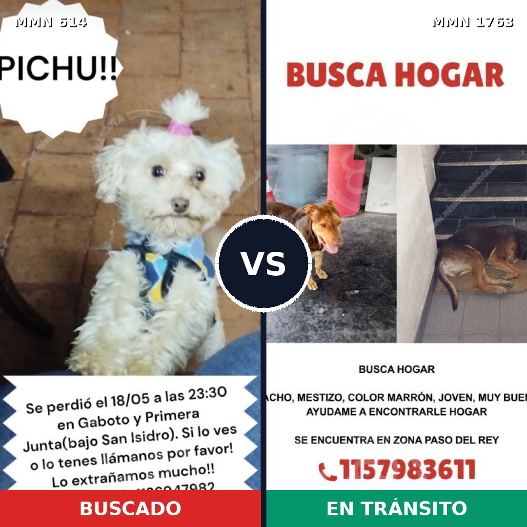 Comparativa MMS 39121: mascota perdida y mascota encontrada, 28% de similitud