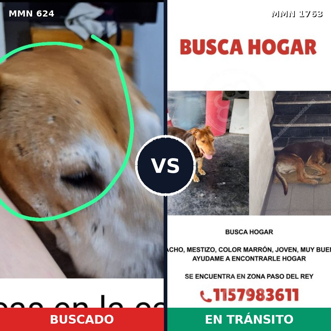 Comparativa MMS 39122: mascota perdida y mascota encontrada, 40% de similitud