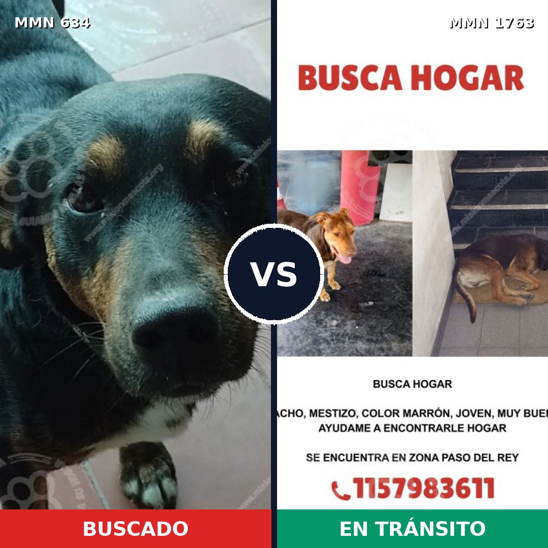 Comparativa MMS 39123: mascota perdida y mascota encontrada, 55% de similitud