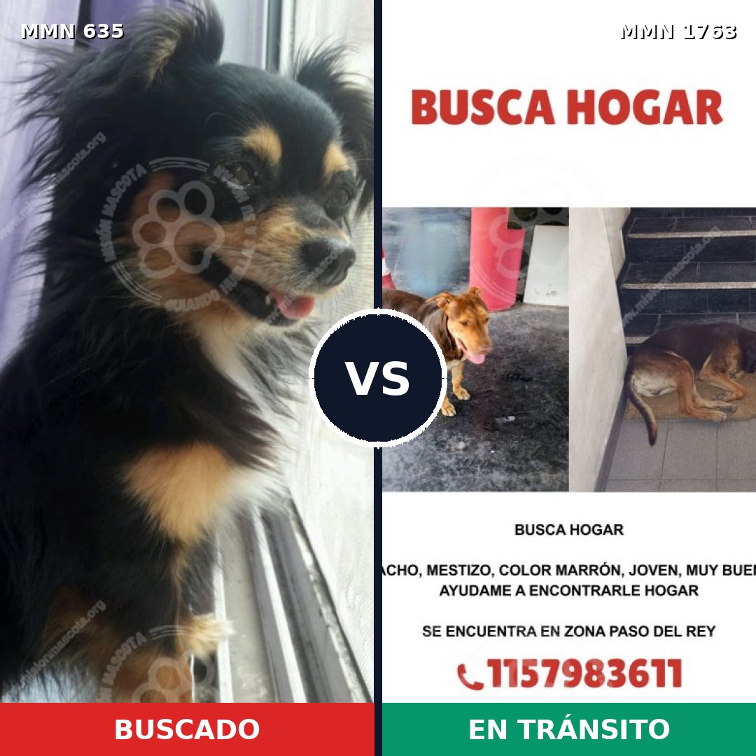 Comparativa MMS 39124: mascota perdida y mascota encontrada, 26% de similitud