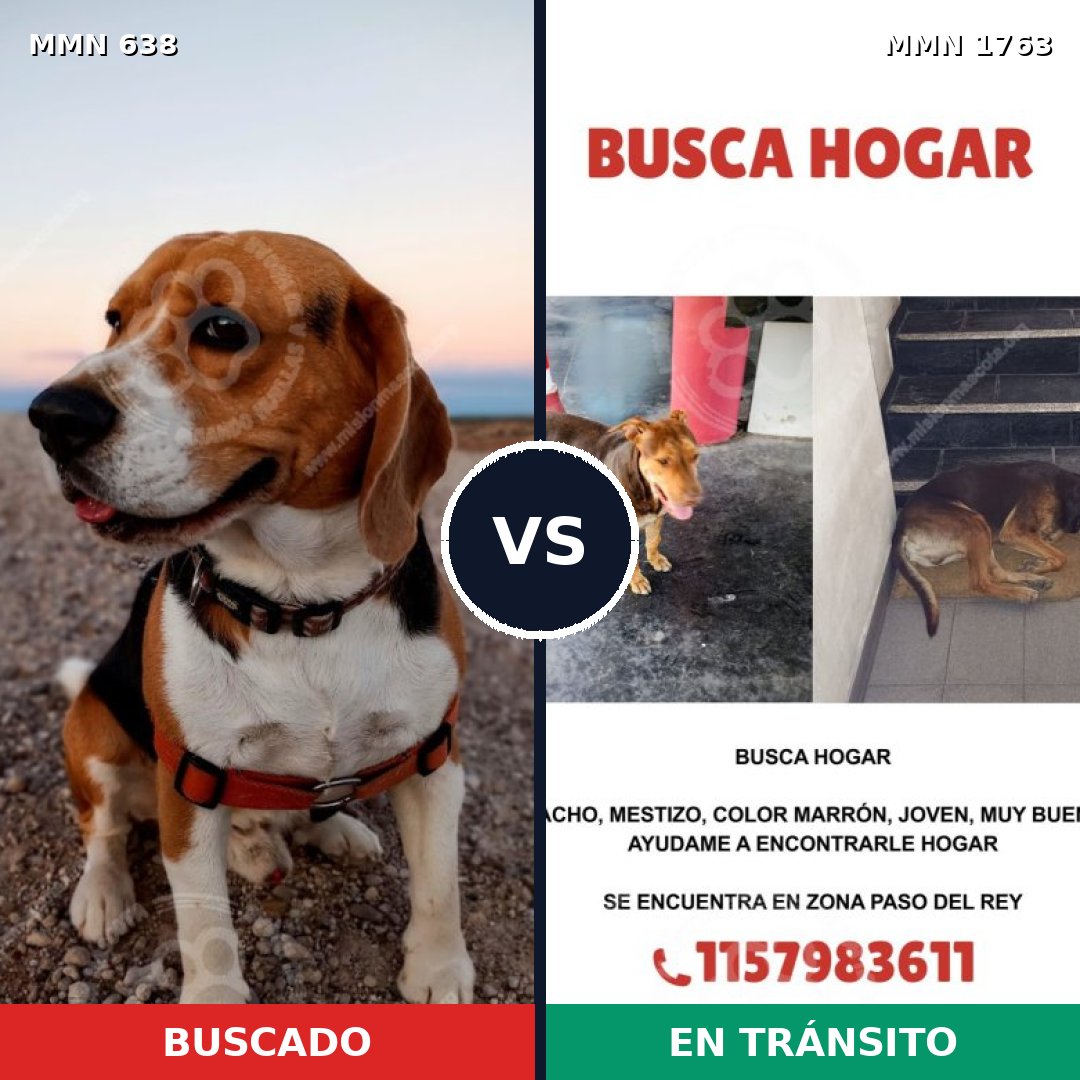 Comparativa MMS 39125: mascota perdida y mascota encontrada, 16% de similitud