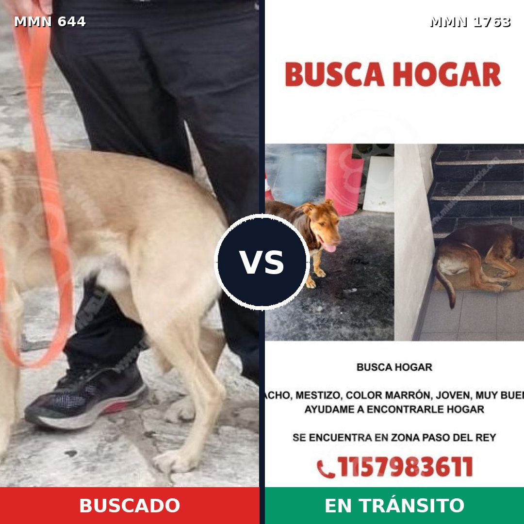 Comparativa MMS 39126: mascota perdida y mascota encontrada, 64% de similitud