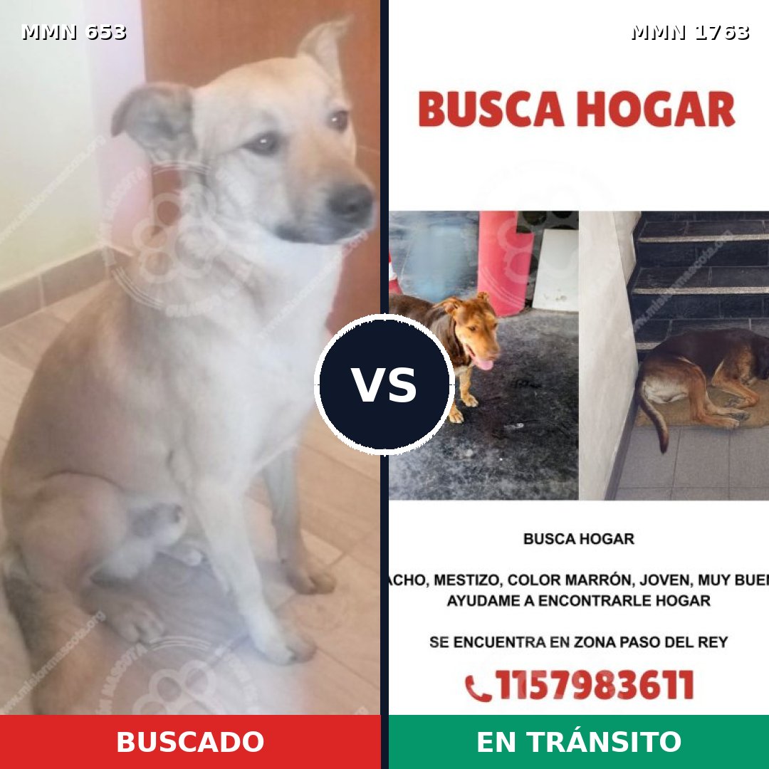 Comparativa MMS 39128: mascota perdida y mascota encontrada, 58% de similitud