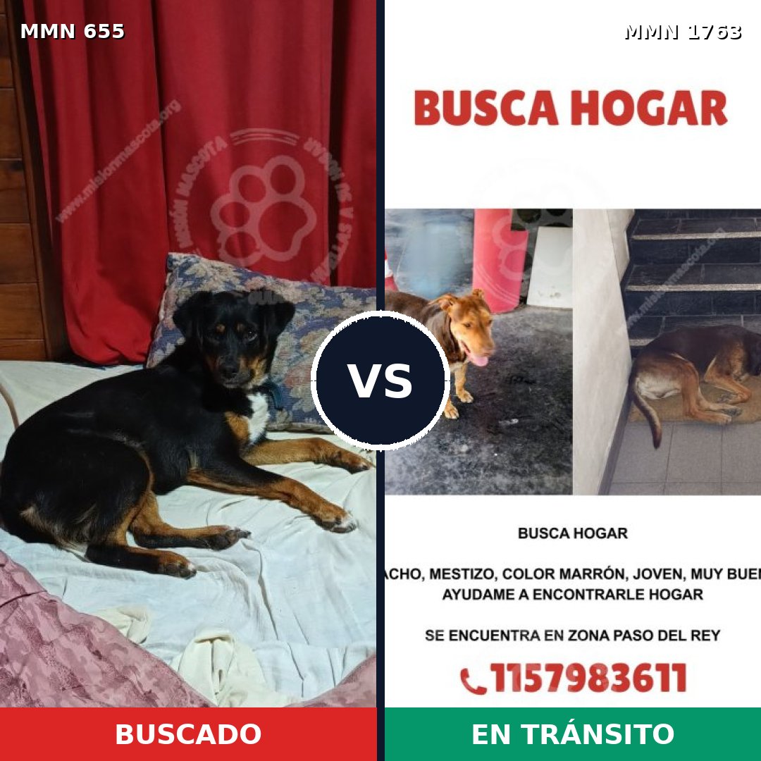 Comparativa MMS 39129: mascota perdida y mascota encontrada, 41% de similitud