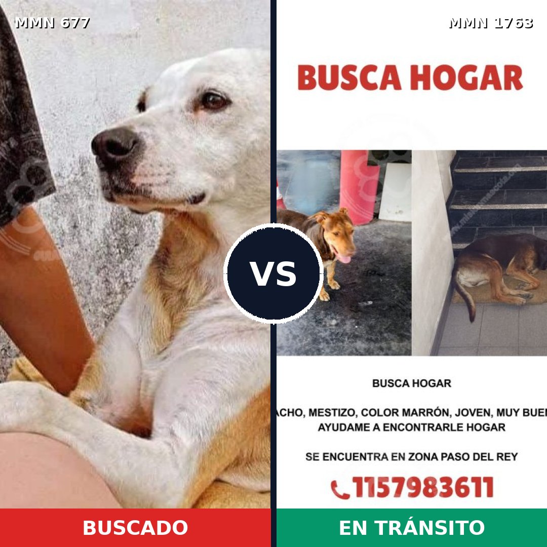 Comparativa MMS 39131: mascota perdida y mascota encontrada, 58% de similitud