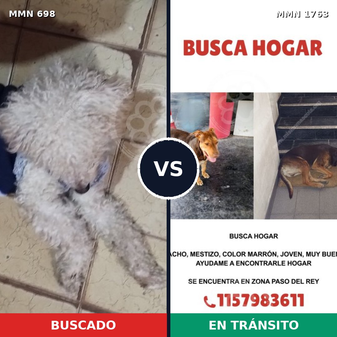Comparativa MMS 39132: mascota perdida y mascota encontrada, 26% de similitud