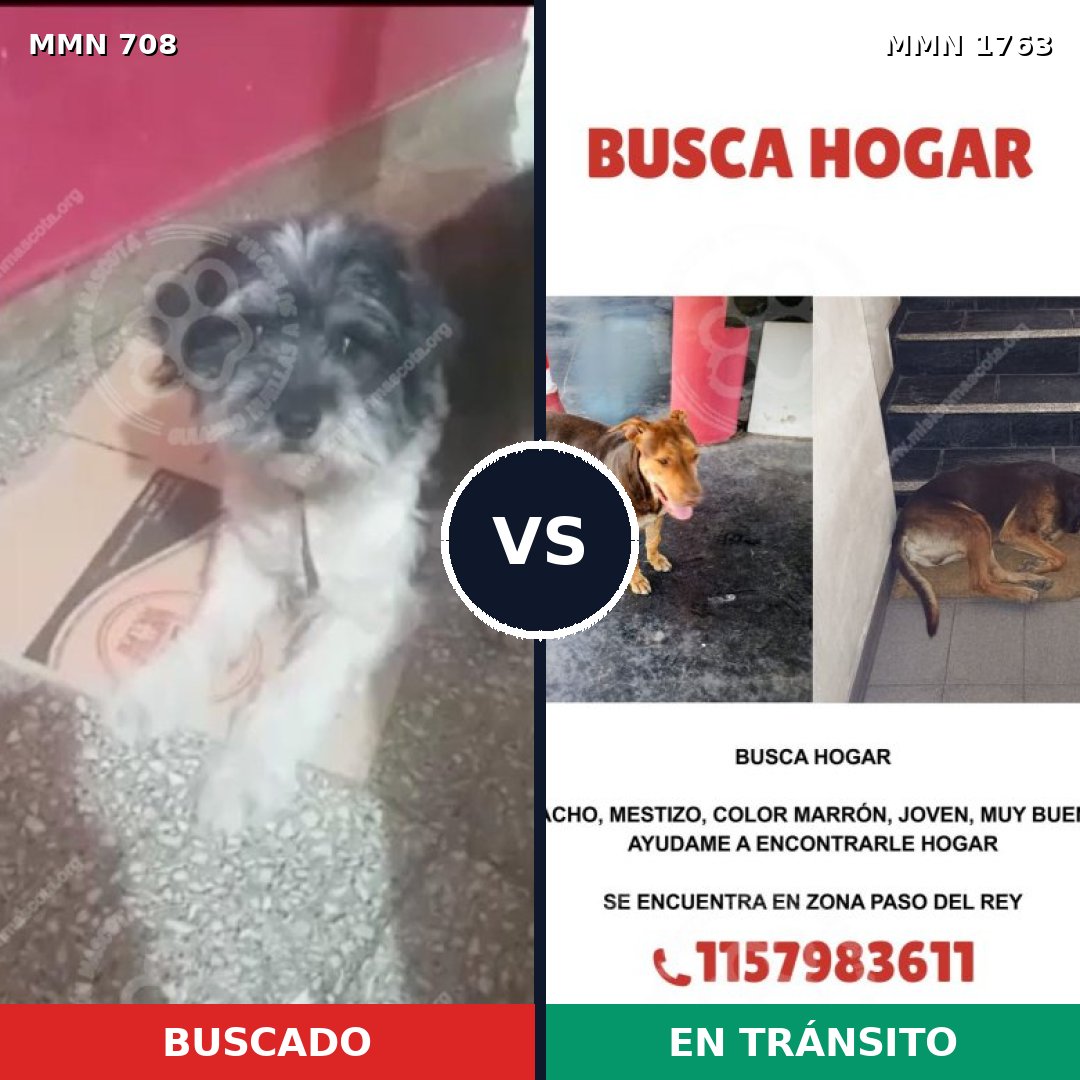 Comparativa MMS 39133: mascota perdida y mascota encontrada, 26% de similitud