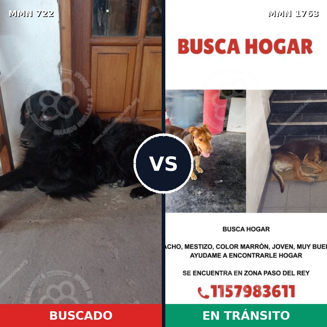 Comparativa MMS 39135: mascota perdida y mascota encontrada, 32% de similitud