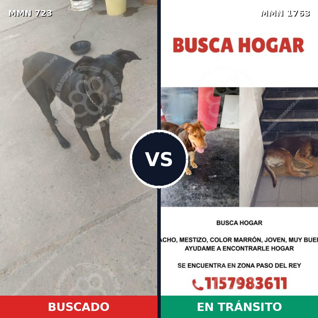 Comparativa MMS 39136: mascota perdida y mascota encontrada, 62% de similitud