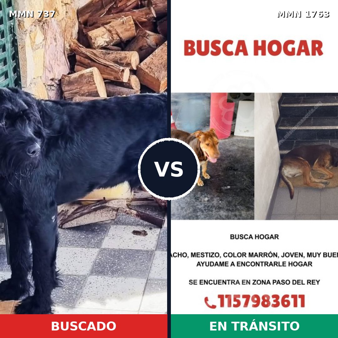 Comparativa MMS 39137: mascota perdida y mascota encontrada, 27% de similitud