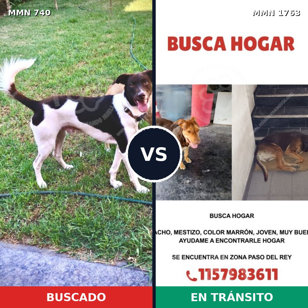 Comparativa MMS 39138: mascota perdida y mascota encontrada, 61% de similitud