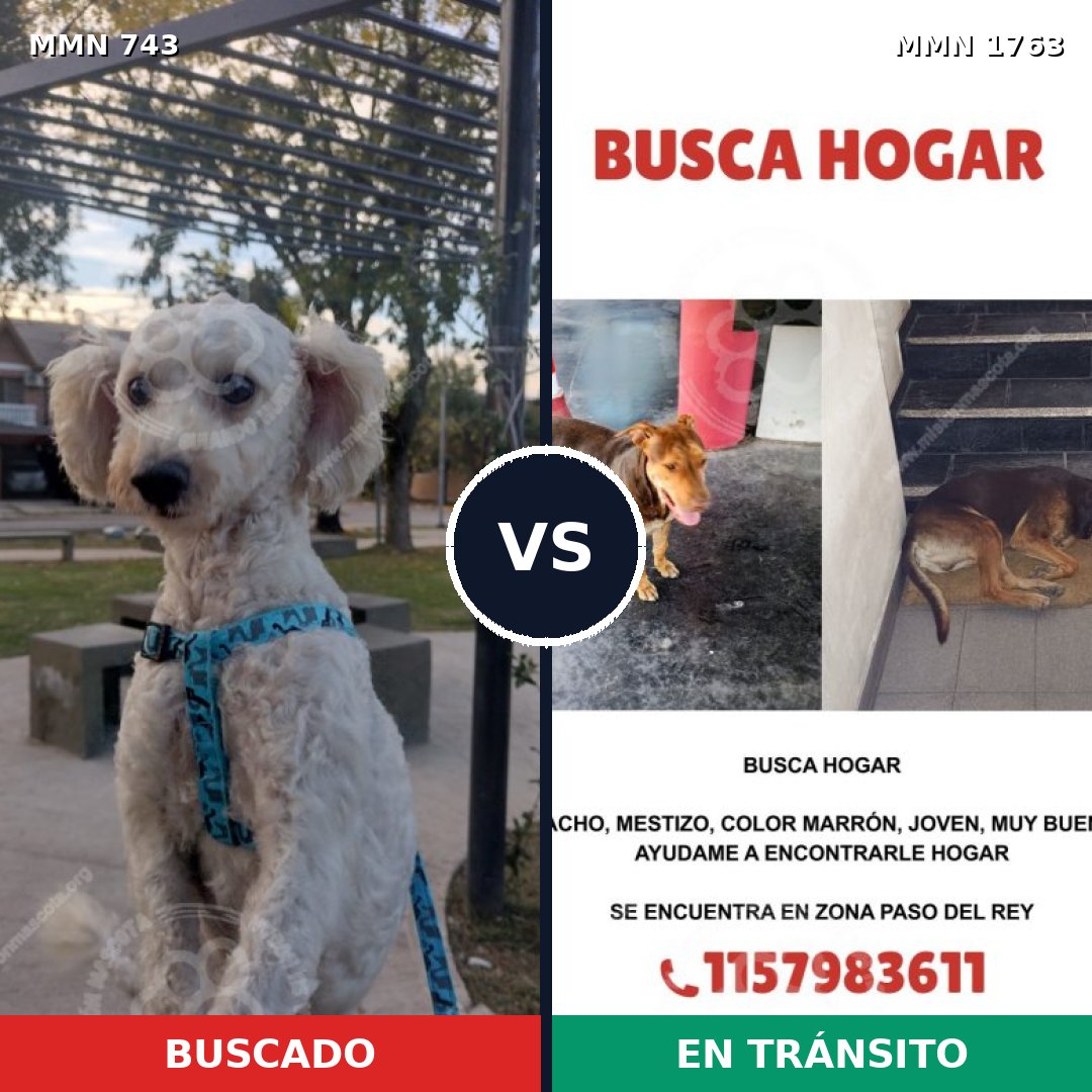 Comparativa MMS 39139: mascota perdida y mascota encontrada, 36% de similitud