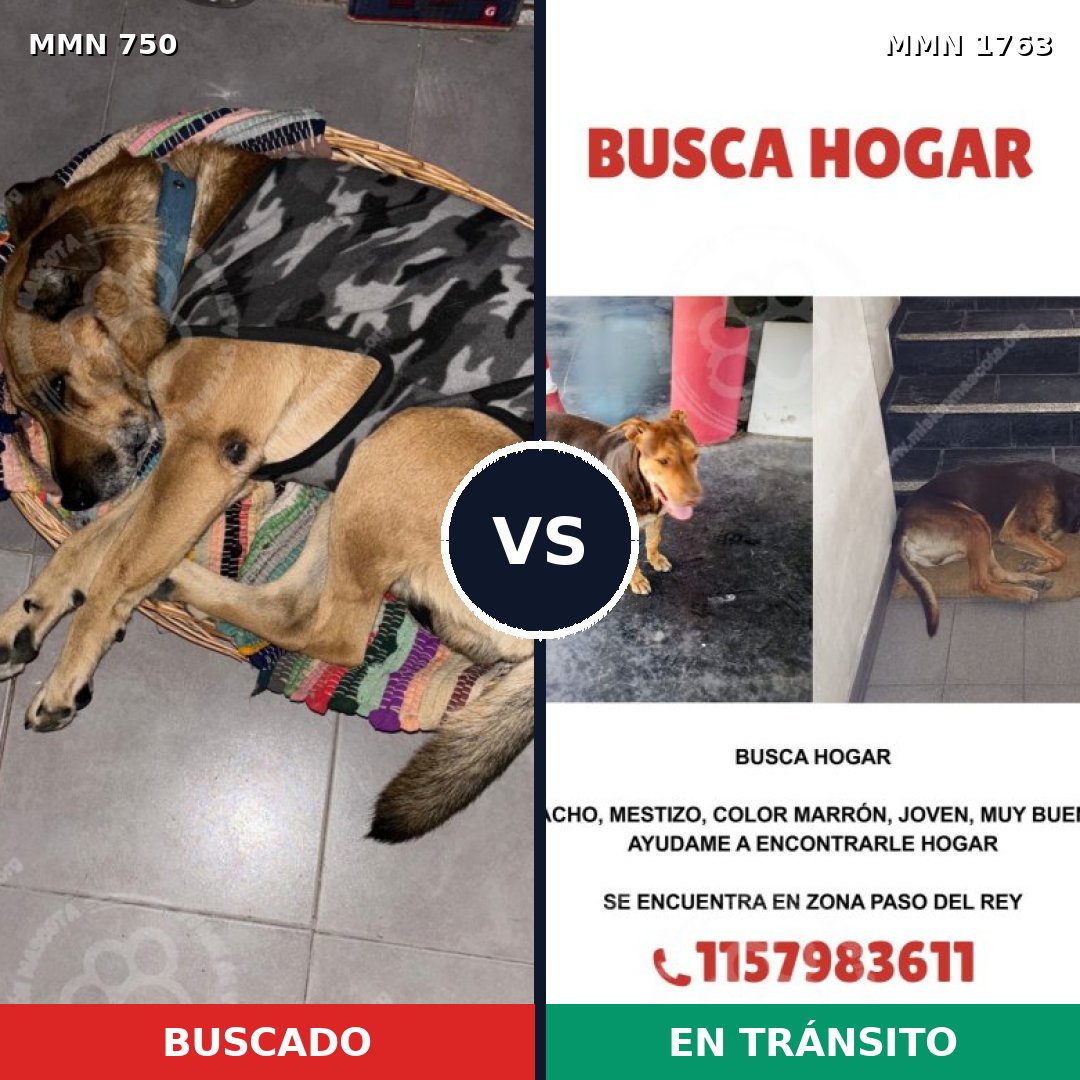 Comparativa MMS 39140: mascota perdida y mascota encontrada, 53% de similitud